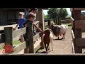 All About the Caboose The Petting Zoo