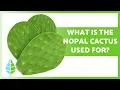 Download Lagu BENEFITS of the NOPAL CACTUS💚 (Properties, Uses and How to Take it)