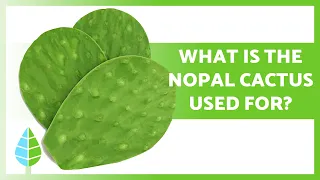 BENEFITS of the NOPAL CACTUS Properties Uses and How to Take it