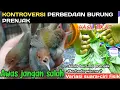 Download Lagu Perbedaan prenjak lumut,prenjak semi,prenjak klawu||Prenjak bawah vs prenjak atas#prenjakmerah