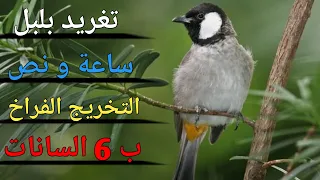ساعة و نص تغريد متواصل مندلاوي 6 السانات  ساعة و نص تغريد متواصل مندلاوي 6 السانات
