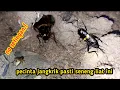 jangkrik mania pasti ngiler liat ini.!! spot jangkrik paling melimpah