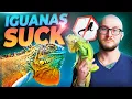 Green Iguanas SUCK 3 Reasons Why YOU Should Never Get One