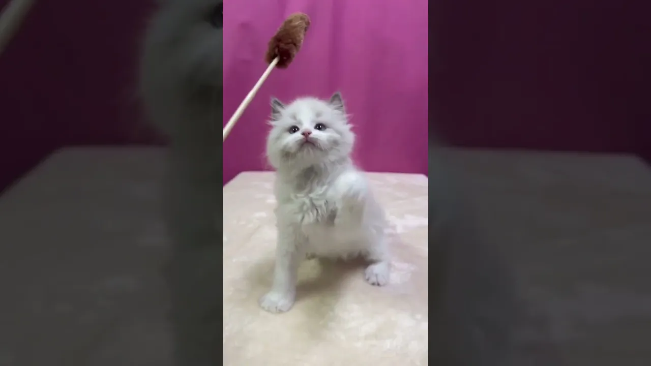 動画