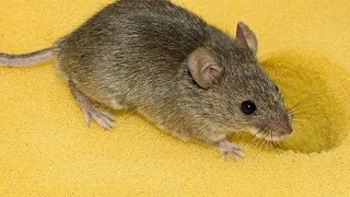 صوت الفأر صرير الفأر 