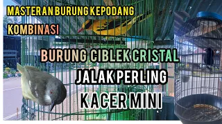 Download MASTERAN BURUNG KEPODANG KOMBINASI BURUNG CIBLEK CRISTAL DAN KACER MINI MP3