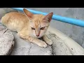 Download Lagu Cat