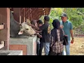 Download Lagu SAWONG SETO MULAI RAMAI KUNJUNGAN DARI LUAR DAERAH STUDY TIRU 