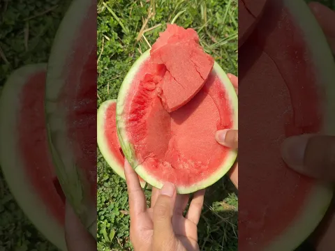 แตงโมที่จริงใจ🍉❤️🤤 #ลองดู #แตงโมไร้เมล็ด #ฝากติดตาม #ช่องยูทูป #นนท์ทาจิ #เอ็นจอยคับผม #แตงโม