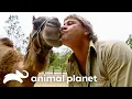 Steve s Favorite Creatures of SEASON 4 The Crocodile Hunter Animal Planet