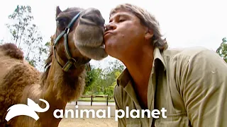 Steve s Favorite Creatures of SEASON 4 The Crocodile Hunter Animal Planet