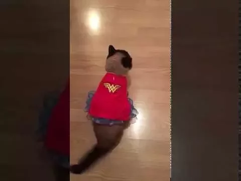 Download MP3 Cat Dresses As Wonder Woman