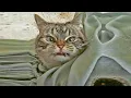 Download Lagu Suara kucing untuk mengusir tikus ⭐ Pengusir tikus ⭐ Tikus akan lari