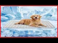 FunFurry Cooling Mat for Dogs - Extra Large Comfortable and Easy to Clean