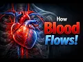 Circulatory System Explained Blood Flow Heart Function Complete Guide