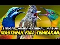 Lagu MASTERAN FULL TEMBAKAN PEDAS || CUCAK CUNGKOK || SIRI SIRI || CUCAK KINOI