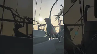 Violet in all her glory lol !! #petsofyoutube #sailing #boatlife #travel #doberman