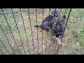 Dark sable German Shepherd puppies