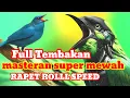Download Lagu Tembakan SUPER JAHAT‼️// Masteran Versi Sadis Yang Makin Viral #masteranburung #burung #birds 