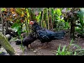 This afternoon the chicken is picking up the fleas that are on its body