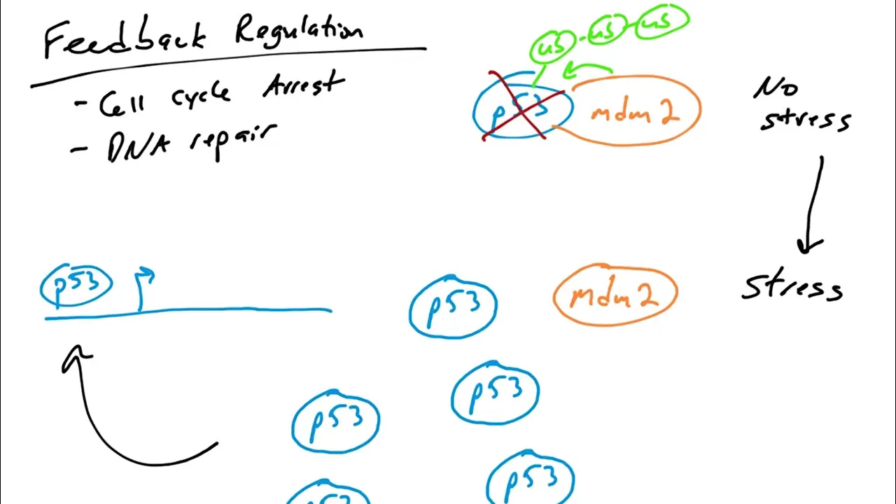 p53 Target Genes: feedback loop regulation of p53 by mdm2
