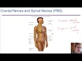 Cranial and Spinal Nerves