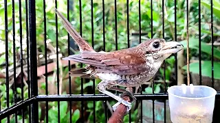 cendet macan gacor tembakan rapet