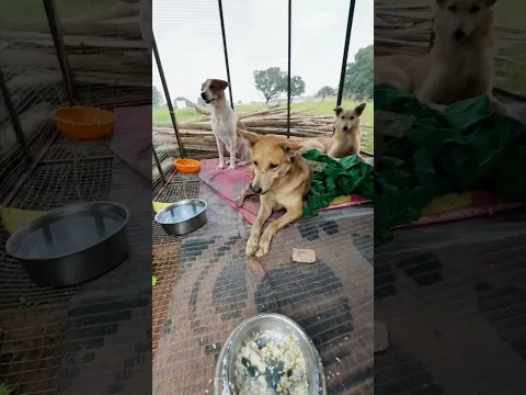 bachhon ke aashiyaane mein chhat dal gayi 🙏