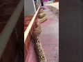 Download Lagu King cobra vs anaconda Python #shorts #sagar_sahu_0 #trending #viral #kingcobrasnake #anaconda #new
