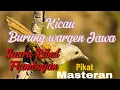 Download Lagu Suara pikat Ribut Burung Flamboyan dan Masteran