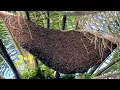 Download Lagu Sarang lebah madu super jumbo umur 12 hari bikin aneh #sarang #madu #lebah #hutan #alam