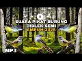 SUARA PIKAT BURUNG CIBLEK SEMI RIBUT AMPUH 2025🐦#suarapikatburcil #burungkicaudialamliar