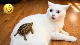 Ultimate Laugh Challenge π€£ Funny Cats and Dogs Videos πΉπΆ