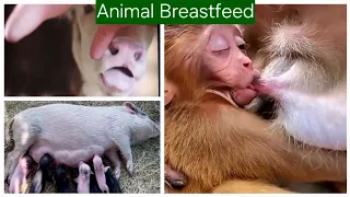 the maternal link discovering breastfeeding in animals