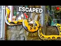 When Your 20 Foot Snake Escapes