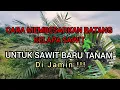Download Lagu Cara membesarkan batang kelapa sawit baru tanam TBM #kelapasawit #sawit #kelapasawitindonesia