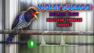 violet cuckoo kedasih ungu gacor jernih masteran violet cuckoo tajam sadis