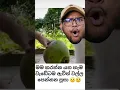 Download Lagu හැම වැඩේටම වල්ල පෙන්නන පූසා 🥲