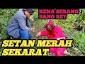 Download Lagu NGENES NASIB SETAN ABANG KESAKITAN MERINTIH MINTAK OBAT MADU SAKTI
