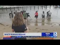 Orange Coast College students release over 200 white seabass into ocean waters