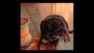 سکس سگ با دختر 