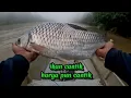 Download Lagu Ikan cantik semestinya harga pun cantik