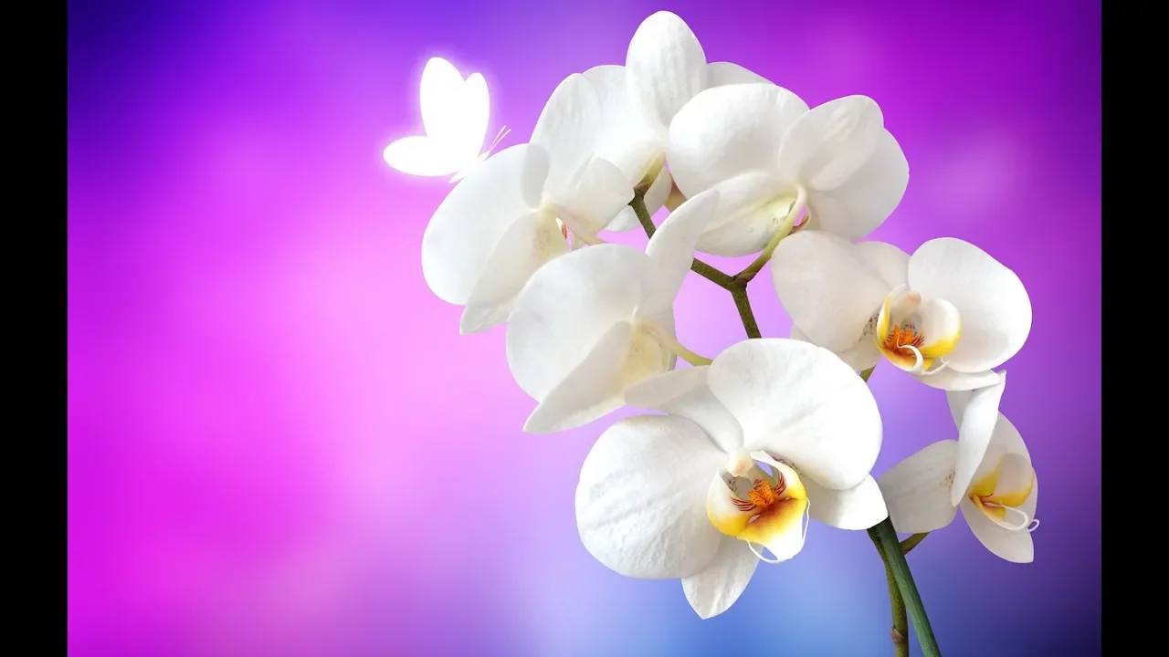 TIPOS DE ORQUIDEAS TERRESTRES ORQUIDEAS BRASILEIRAS