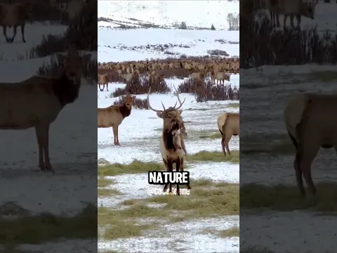 Wild Moments That Reveal the Brutal Side of Nature.