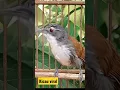 Download Lagu Het tjilpende geluid van een sluipschuttervogel