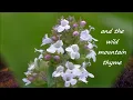 The Byrds - Wild Mountain Thyme (with lyrics)