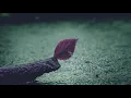 zhu ft. yuna ~ sky is crying (slowed + reverb)
