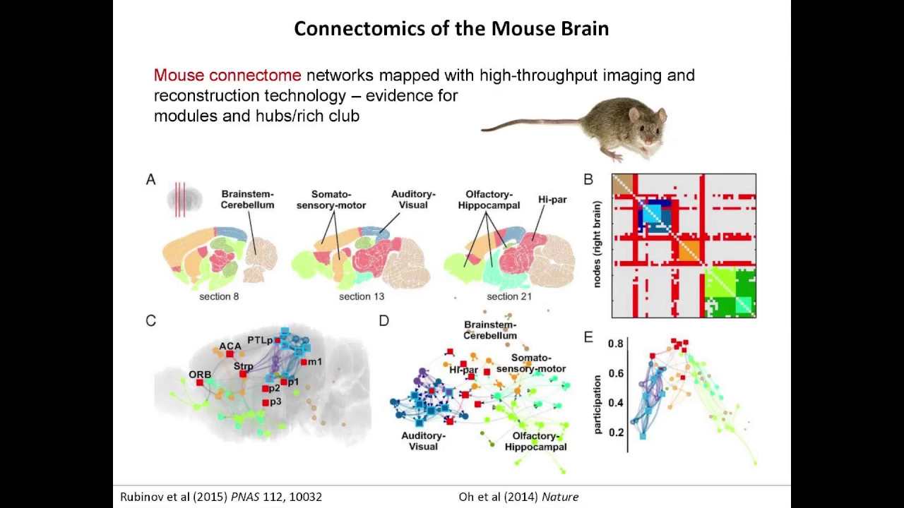 Computational Connectomics: Mapping Brain Networks | Olaf Sporns Lecture