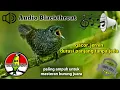 Lagu Masteran paling ampuh Kicau burung Blackthroat gacor jernih durasi panjang tanpa jeda #blackthroat