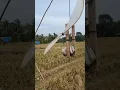 Download Lagu alat yang bermanfaat untuk mengusir burung Pipit di sawah